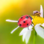 เต่าทองบังคับ (Lady Bug)