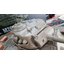 U.S. Medium Tank M26 Pershing (T26E3 Snow Leopard)/(Steel Gear/7.0 Ver.)