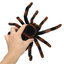 แมงมุม Tarantula บังคับ