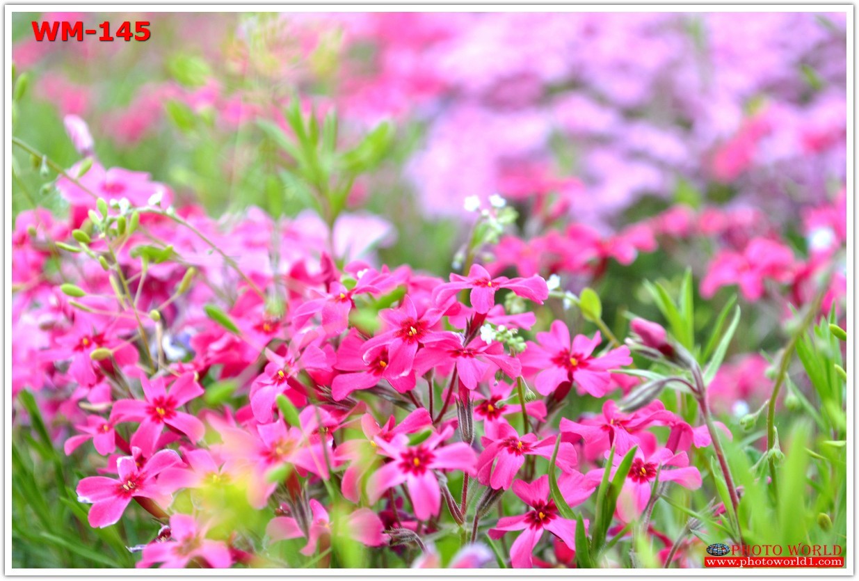 วอลเปเปอร์รูปภาพติดผนังสั่งทำ มีภาพให้เลือกกว่า 50,000 ภาพ ออกแบบกราฟฟิค หรือ รูปภาพตามที่ท่านกำหนด ในสไตล์ท่านเอง "custom made"