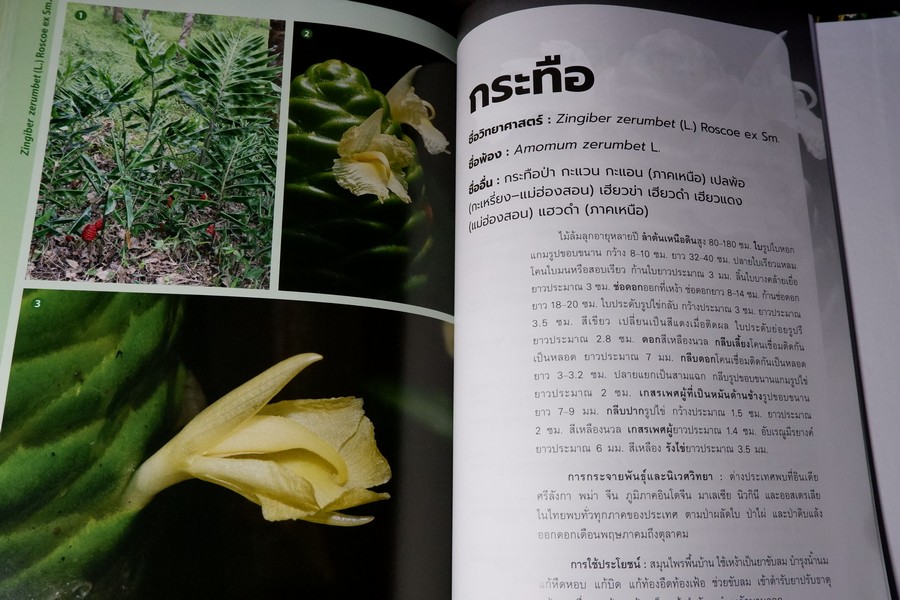 พืชวงศ์ขิง ในสวนพฤกษศาตร์สมเด็จพระนางเจ้าสิริกิติ์ ปกเเข็ง 436 หน้า