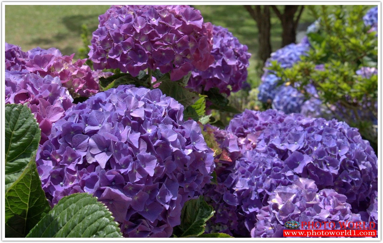 วอลเปเปอร์รูปภาพติดผนังสั่งทำ มีภาพให้เลือกกว่า 50,000 ภาพ ออกแบบกราฟฟิค หรือ รูปภาพตามที่ท่านกำหนด ในสไตล์ท่านเอง "custom made"