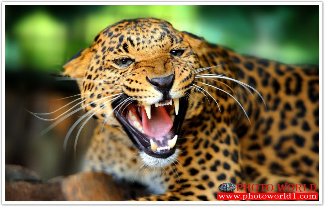 วอลเปเปอร์รูปภาพติดผนังสั่งทำ มีภาพให้เลือกกว่า 50,000 ภาพ ออกแบบกราฟฟิค หรือ รูปภาพตามที่ท่านกำหนด ในสไตล์ท่านเอง "custom made"