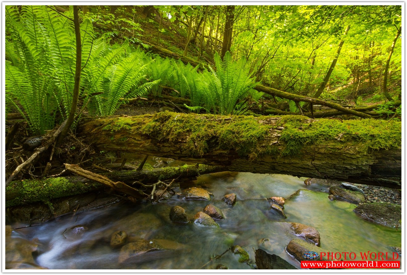 NATURAL วอลเปเปอร์รูปภาพติดผนังสั่งทำ มีภาพให้เลือกกว่า 50,000 ภาพ ออกแบบกราฟฟิค หรือ รูปภาพตามที่ท่านกำหนด ในสไตล์ท่านเอง "custom made"
