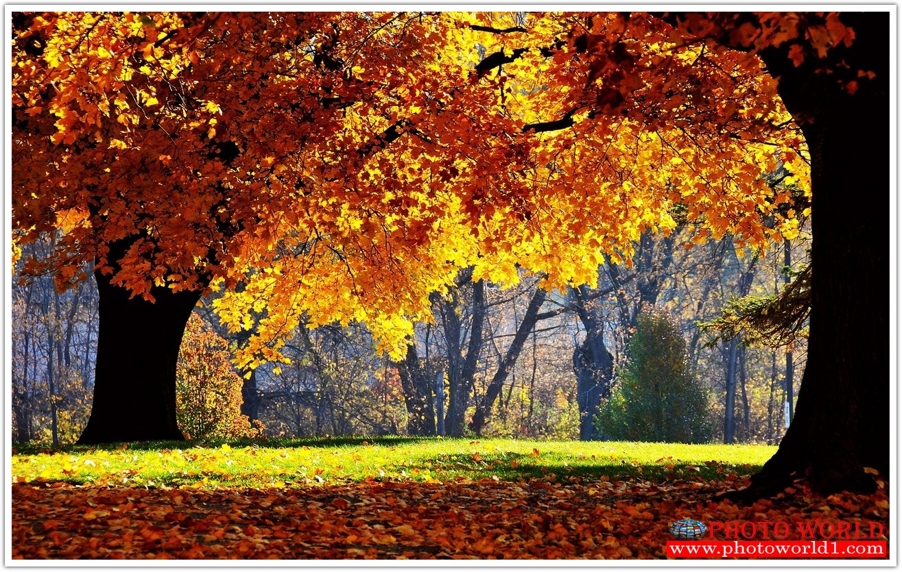 NATURAL วอลเปเปอร์รูปภาพติดผนังสั่งทำ มีภาพให้เลือกกว่า 50,000 ภาพ ออกแบบกราฟฟิค หรือ รูปภาพตามที่ท่านกำหนด ในสไตล์ท่านเอง "custom made"