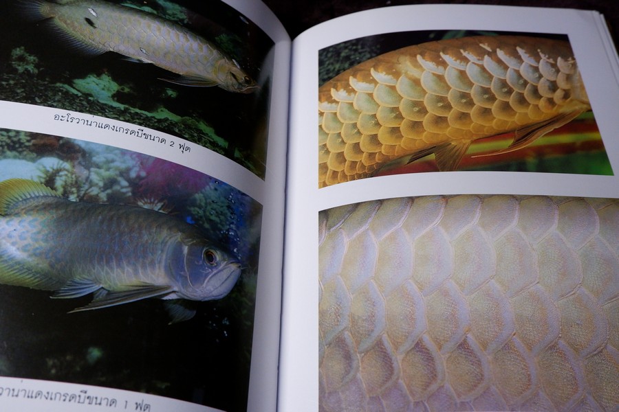 คู่มือ การเลี้ยงปลาอะโรวาน่า โดย สุรศักดิ์ วงศ์กิตติเวช ปกเเข็ง ปี 2543