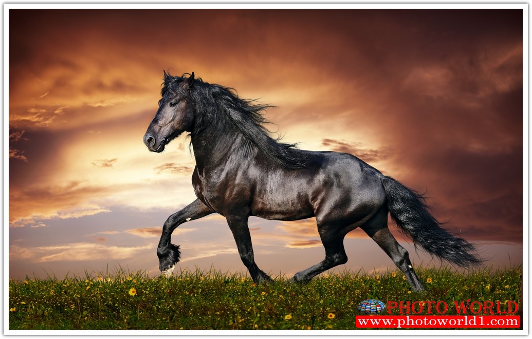 วอลเปเปอร์รูปภาพติดผนังสั่งทำ มีภาพให้เลือกกว่า 50,000 ภาพ ออกแบบกราฟฟิค หรือ รูปภาพตามที่ท่านกำหนด ในสไตล์ท่านเอง "custom made"