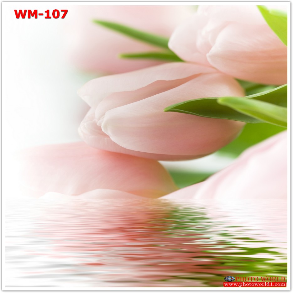 วอลเปเปอร์รูปภาพติดผนังสั่งทำ มีภาพให้เลือกกว่า 50,000 ภาพ ออกแบบกราฟฟิค หรือ รูปภาพตามที่ท่านกำหนด ในสไตล์ท่านเอง "custom made"