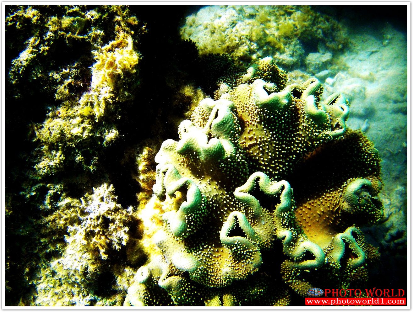 NATURAL วอลเปเปอร์รูปภาพติดผนังสั่งทำ มีภาพให้เลือกกว่า 50,000 ภาพ ออกแบบกราฟฟิค หรือ รูปภาพตามที่ท่านกำหนด ในสไตล์ท่านเอง "custom made"