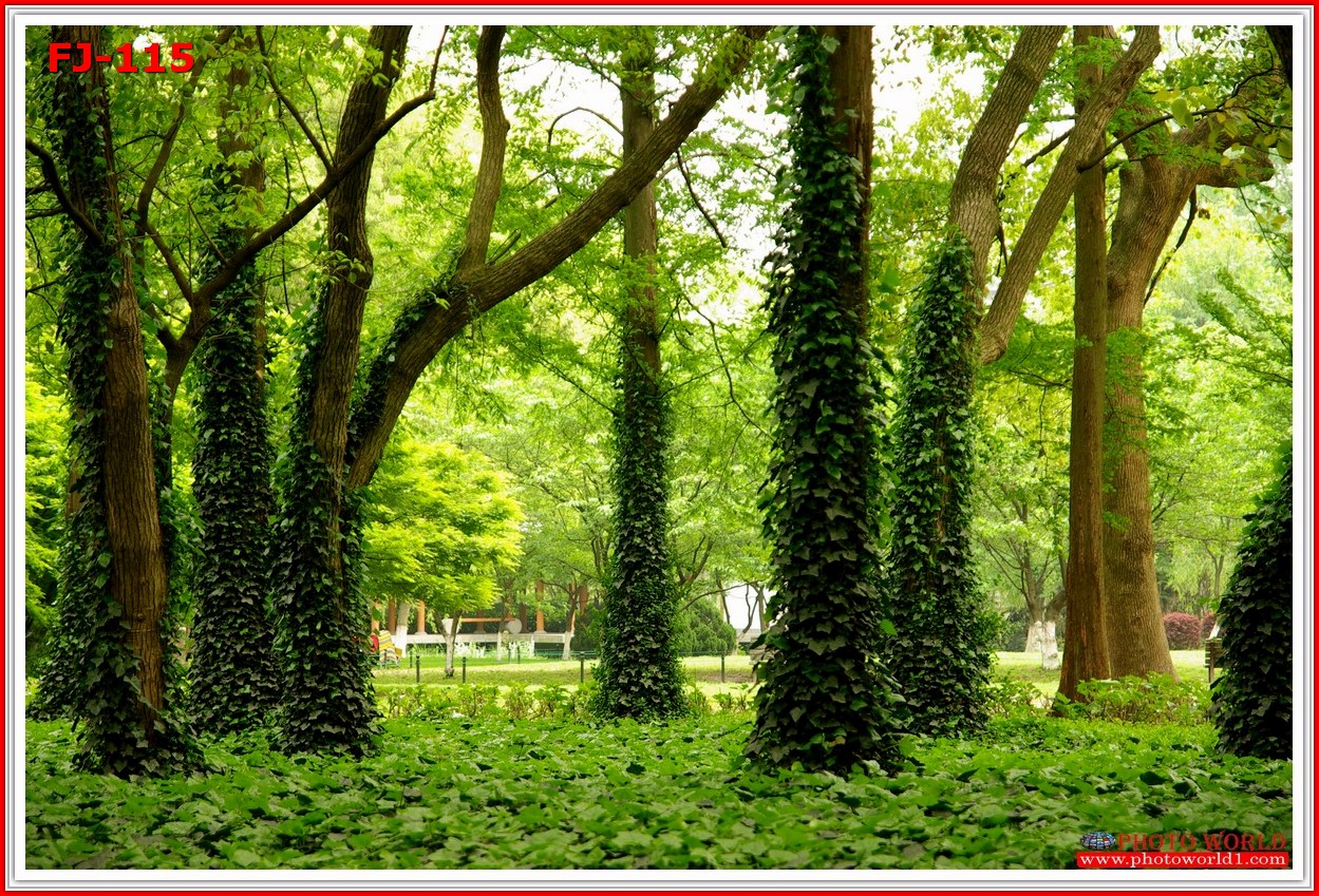 วอลเปเปอร์รูปภาพติดผนังสั่งทำ มีภาพให้เลือกกว่า 50,000 ภาพ ออกแบบกราฟฟิค หรือ รูปภาพตามที่ท่านกำหนด ในสไตล์ท่านเอง "custom made"