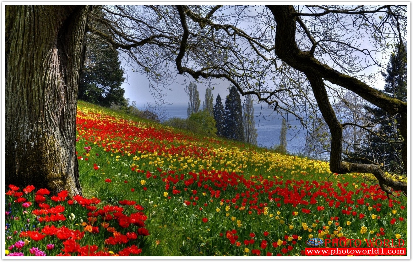 NATURAL วอลเปเปอร์รูปภาพติดผนังสั่งทำ มีภาพให้เลือกกว่า 50,000 ภาพ ออกแบบกราฟฟิค หรือ รูปภาพตามที่ท่านกำหนด ในสไตล์ท่านเอง "custom made"