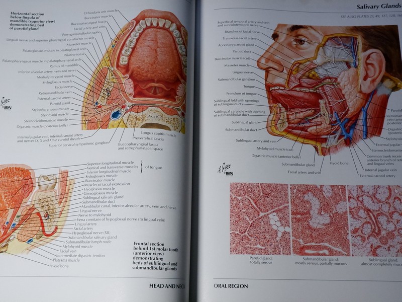 Atlas of Human Anatomyของ Frank H. Netter, MD
