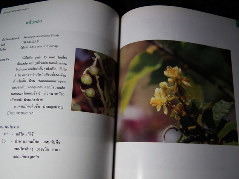 พืชสมุนไพรในประเทศไทย โดย กรมวิทยาศาสตร์การเเพทย์ หนา 219 หน้า ปี 2540