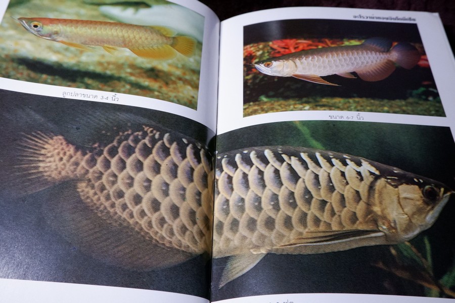 คู่มือ การเลี้ยงปลาอะโรวาน่า โดย สุรศักดิ์ วงศ์กิตติเวช ปกเเข็ง ปี 2543