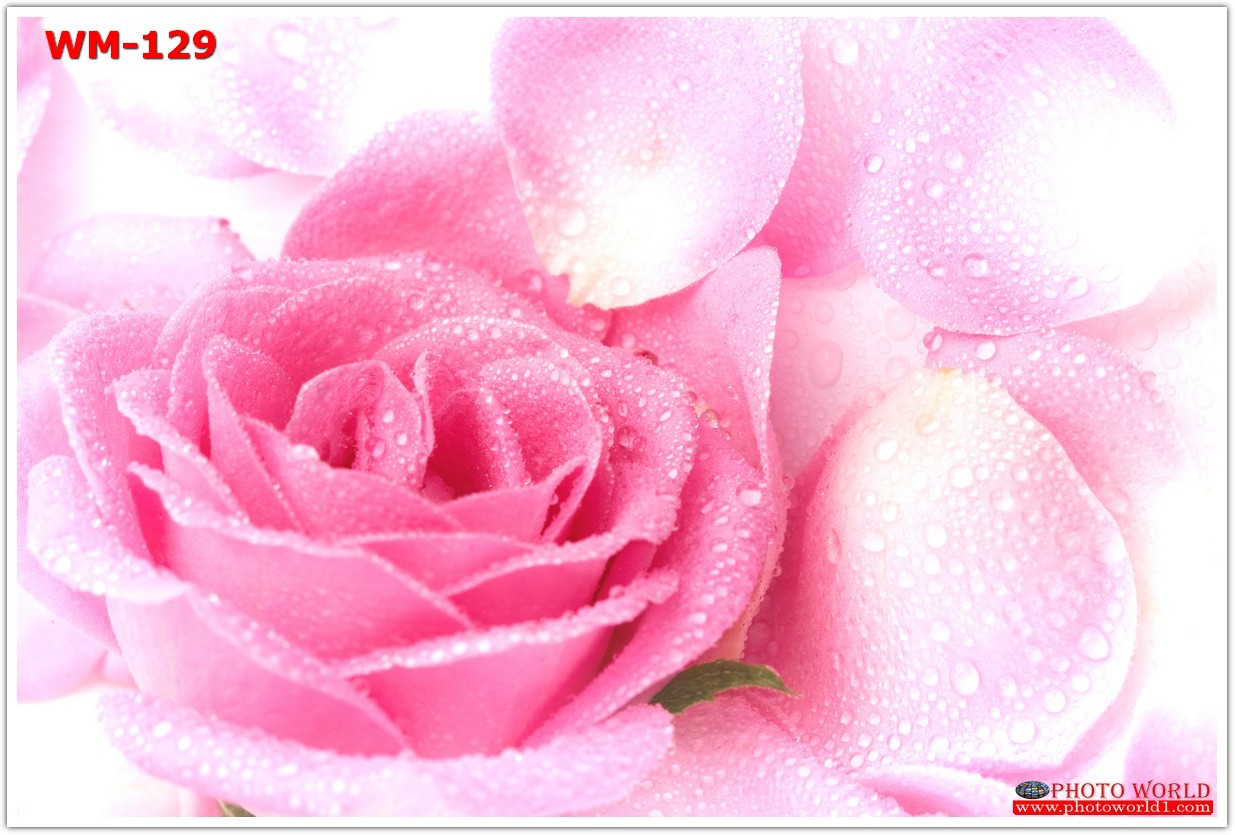 วอลเปเปอร์รูปภาพติดผนังสั่งทำ มีภาพให้เลือกกว่า 50,000 ภาพ ออกแบบกราฟฟิค หรือ รูปภาพตามที่ท่านกำหนด ในสไตล์ท่านเอง "custom made"