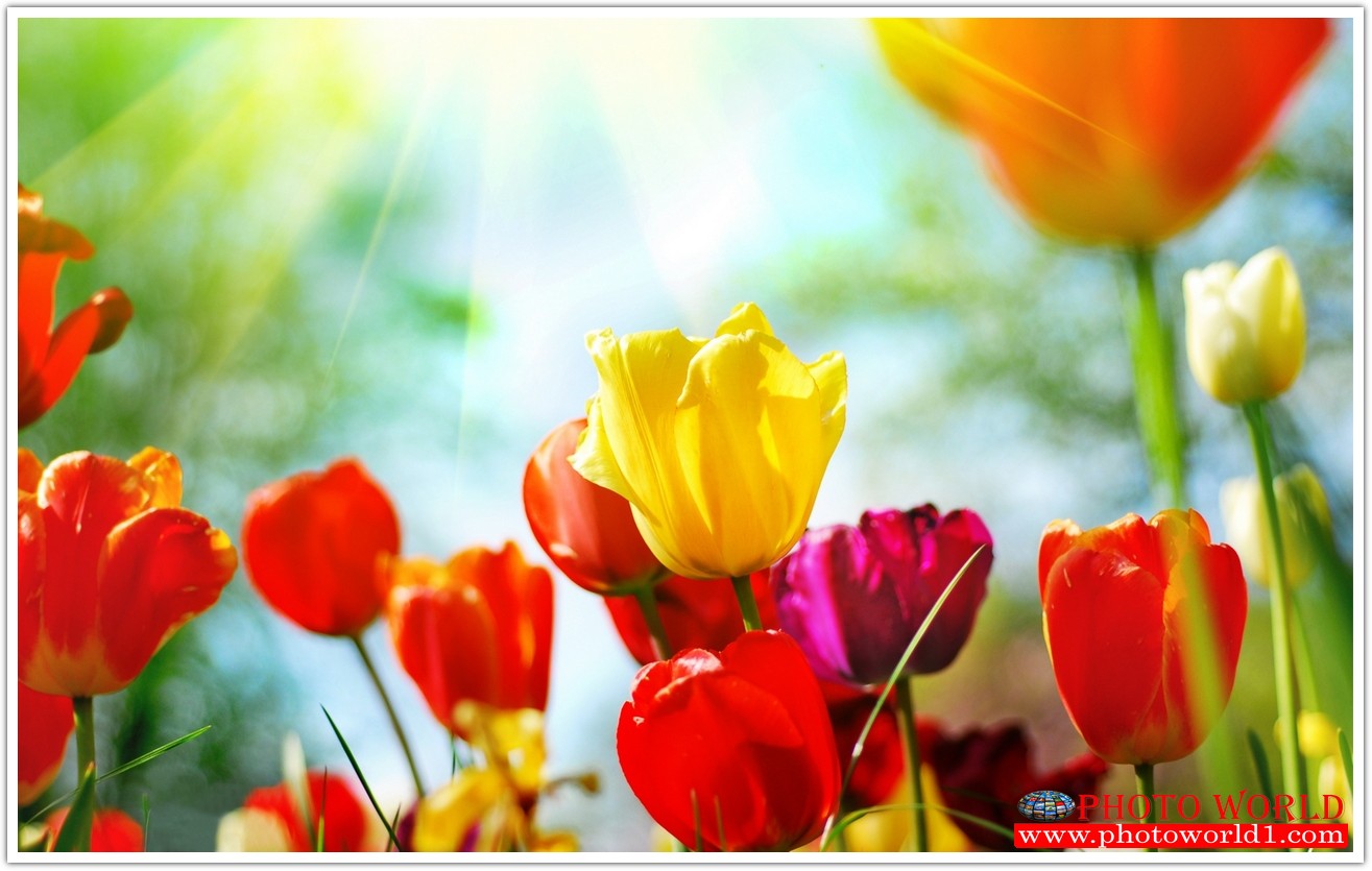 วอลเปเปอร์รูปภาพติดผนังสั่งทำ มีภาพให้เลือกกว่า 50,000 ภาพ ออกแบบกราฟฟิค หรือ รูปภาพตามที่ท่านกำหนด ในสไตล์ท่านเอง "custom made"