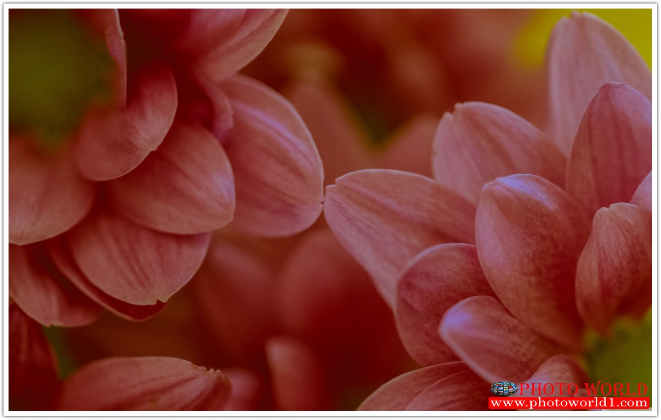 วอลเปเปอร์รูปภาพติดผนังสั่งทำ มีภาพให้เลือกกว่า 50,000 ภาพ ออกแบบกราฟฟิค หรือ รูปภาพตามที่ท่านกำหนด ในสไตล์ท่านเอง "custom made"