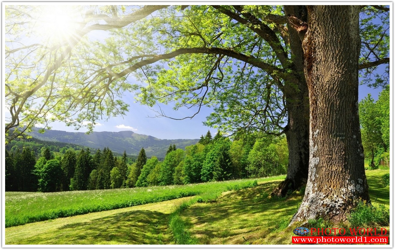 NATURAL วอลเปเปอร์รูปภาพติดผนังสั่งทำ มีภาพให้เลือกกว่า 50,000 ภาพ ออกแบบกราฟฟิค หรือ รูปภาพตามที่ท่านกำหนด ในสไตล์ท่านเอง "custom made"