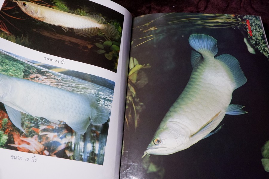 คู่มือ การเลี้ยงปลาอะโรวาน่า โดย สุรศักดิ์ วงศ์กิตติเวช ปกเเข็ง ปี 2543