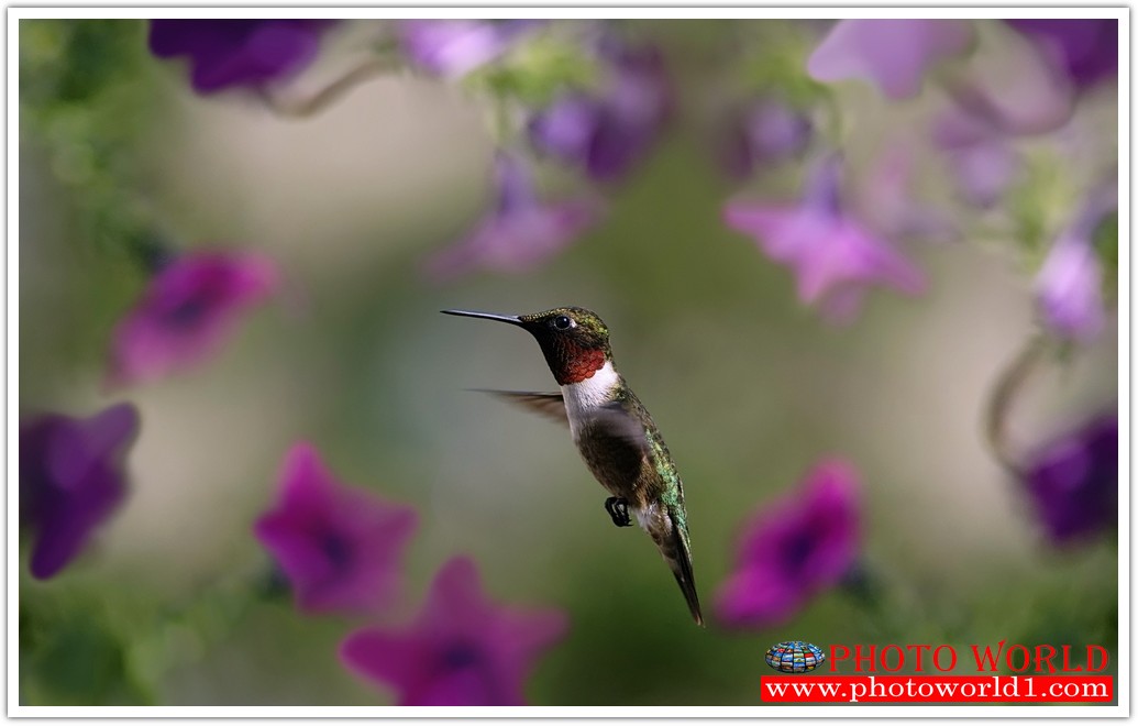 วอลเปเปอร์รูปภาพติดผนังสั่งทำ มีภาพให้เลือกกว่า 50,000 ภาพ ออกแบบกราฟฟิค หรือ รูปภาพตามที่ท่านกำหนด ในสไตล์ท่านเอง "custom made"