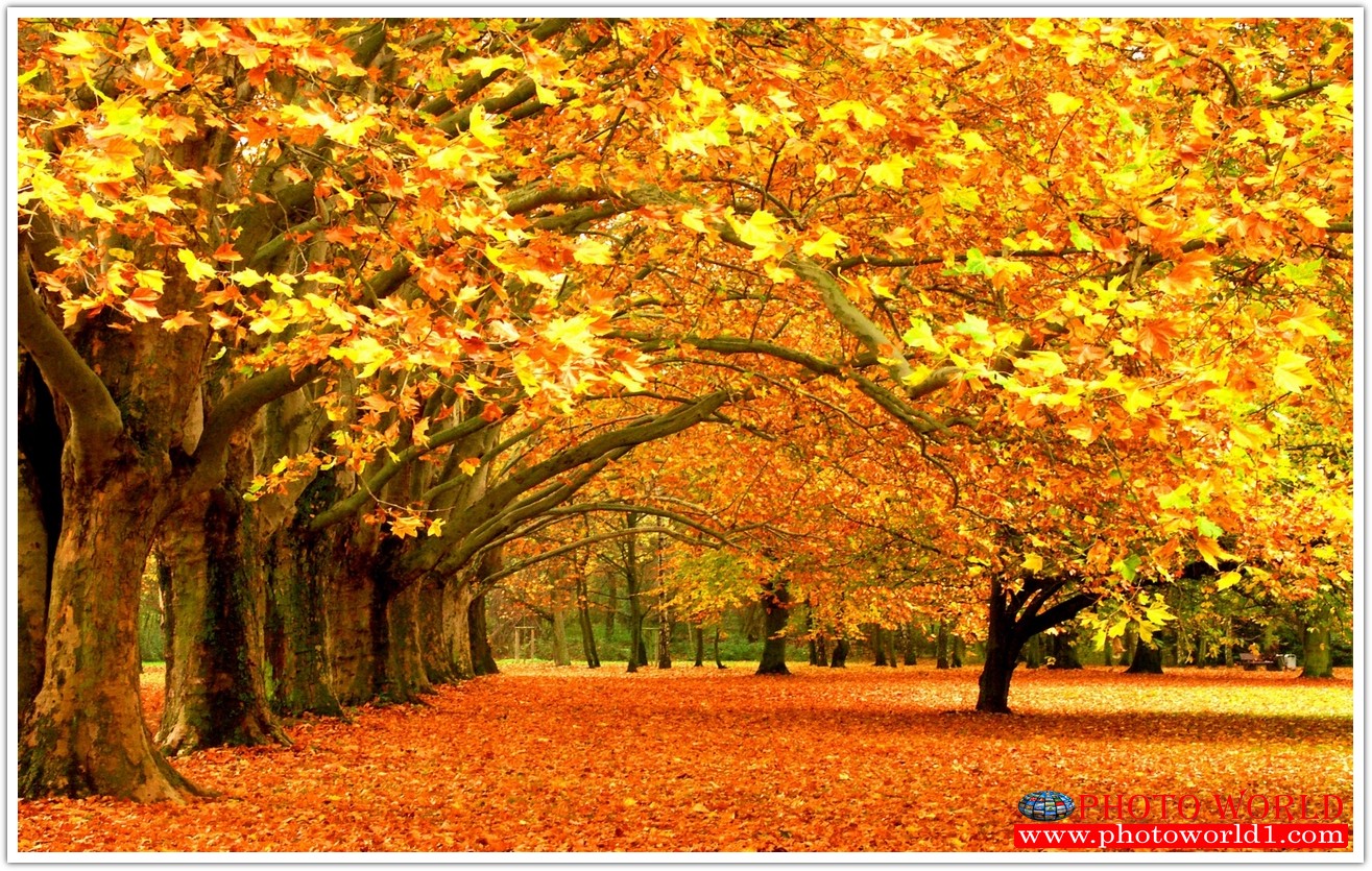 NATURAL วอลเปเปอร์รูปภาพติดผนังสั่งทำ มีภาพให้เลือกกว่า 50,000 ภาพ ออกแบบกราฟฟิค หรือ รูปภาพตามที่ท่านกำหนด ในสไตล์ท่านเอง "custom made"