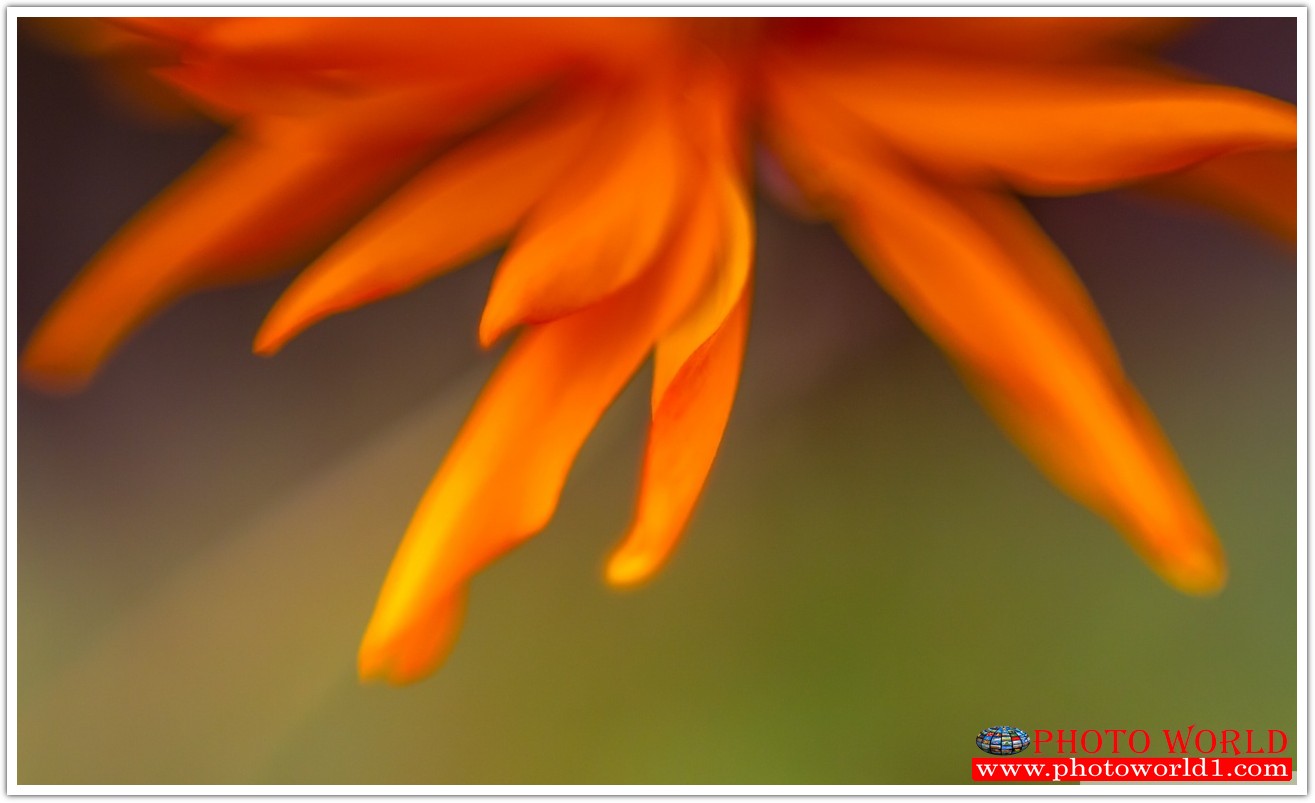 วอลเปเปอร์รูปภาพติดผนังสั่งทำ มีภาพให้เลือกกว่า 50,000 ภาพ ออกแบบกราฟฟิค หรือ รูปภาพตามที่ท่านกำหนด ในสไตล์ท่านเอง "custom made"