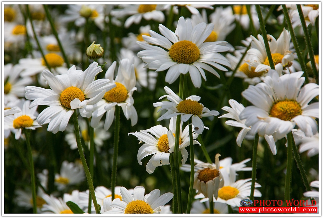 วอลเปเปอร์รูปภาพติดผนังสั่งทำ มีภาพให้เลือกกว่า 50,000 ภาพ ออกแบบกราฟฟิค หรือ รูปภาพตามที่ท่านกำหนด ในสไตล์ท่านเอง "custom made"