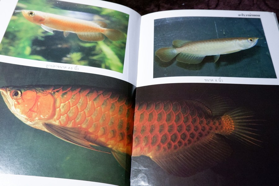 คู่มือ การเลี้ยงปลาอะโรวาน่า โดย สุรศักดิ์ วงศ์กิตติเวช ปกเเข็ง ปี 2543
