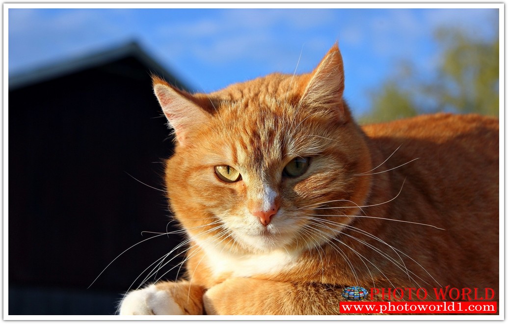 วอลเปเปอร์รูปภาพติดผนังสั่งทำ มีภาพให้เลือกกว่า 50,000 ภาพ ออกแบบกราฟฟิค หรือ รูปภาพตามที่ท่านกำหนด ในสไตล์ท่านเอง "custom made"