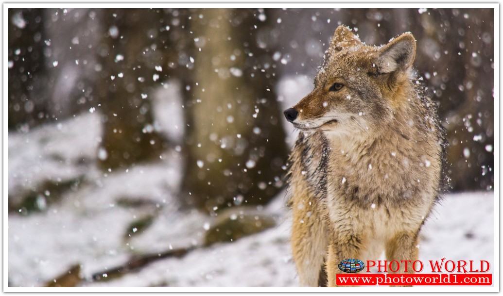 วอลเปเปอร์รูปภาพติดผนังสั่งทำ มีภาพให้เลือกกว่า 50,000 ภาพ ออกแบบกราฟฟิค หรือ รูปภาพตามที่ท่านกำหนด ในสไตล์ท่านเอง "custom made"