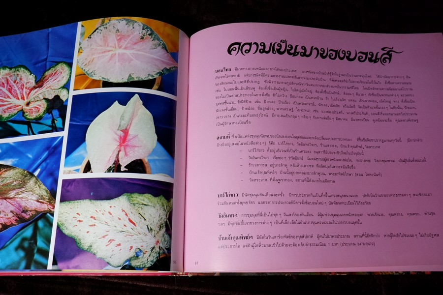 ตะลุยดงบอน โดย เชษฐา ปกเเข็ง 113 หน้า ปี 2524