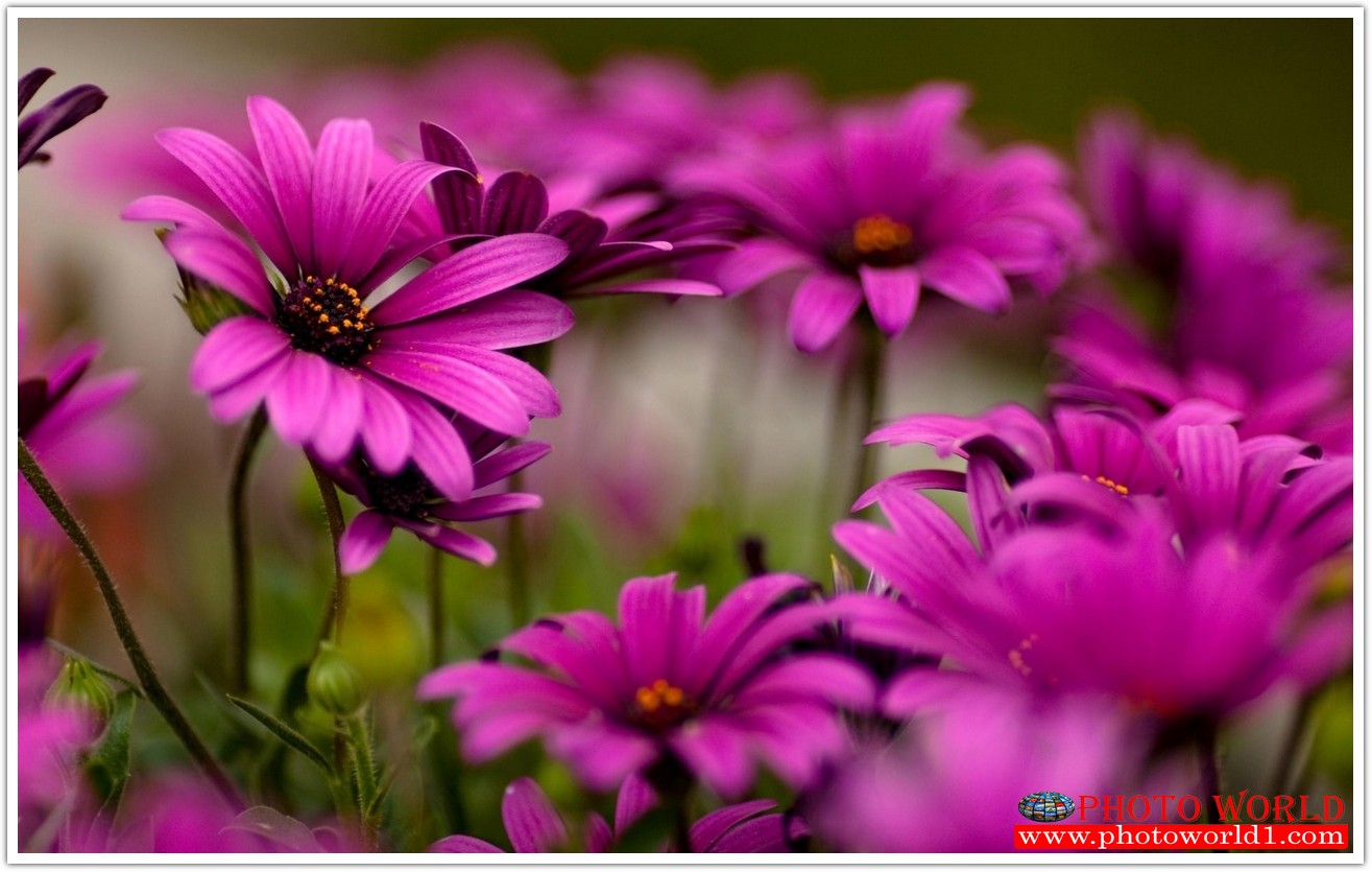 วอลเปเปอร์รูปภาพติดผนังสั่งทำ มีภาพให้เลือกกว่า 50,000 ภาพ ออกแบบกราฟฟิค หรือ รูปภาพตามที่ท่านกำหนด ในสไตล์ท่านเอง "custom made"