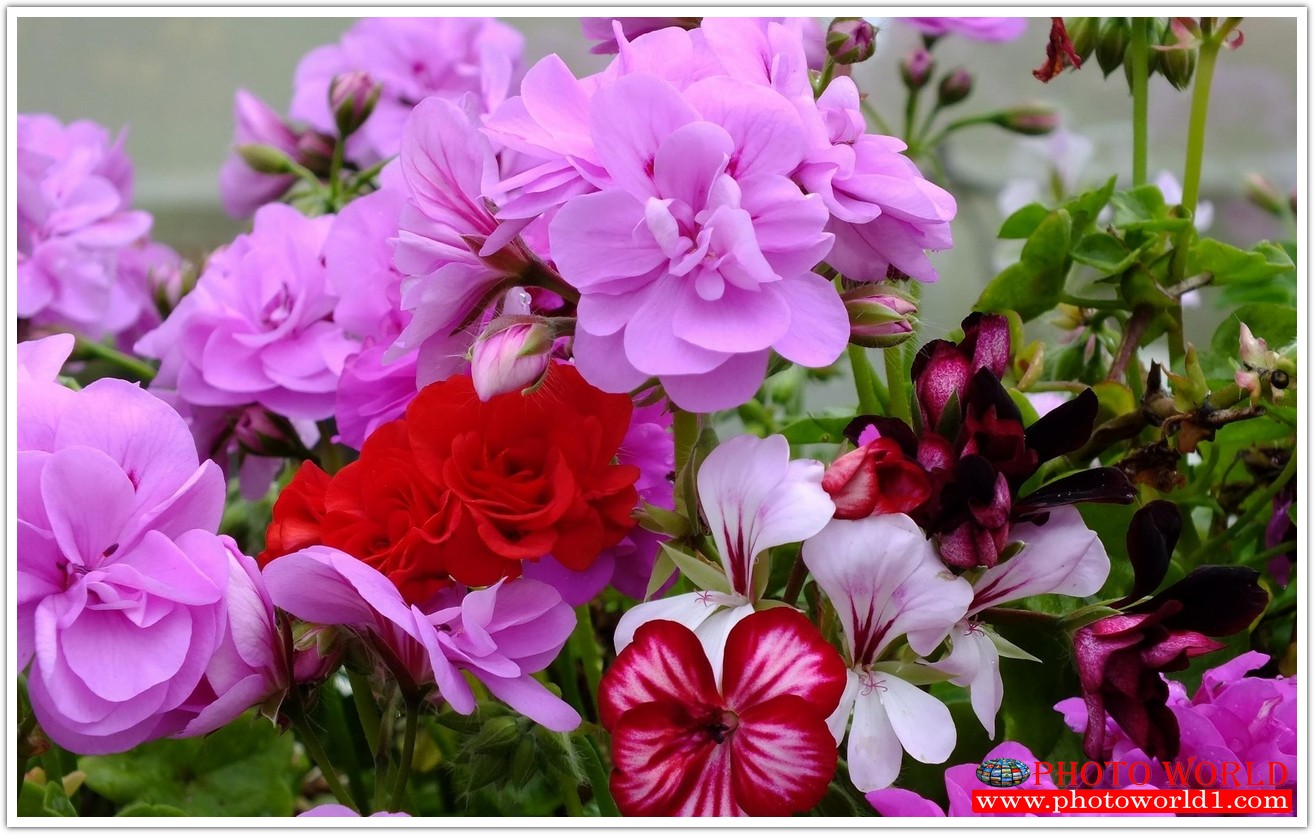 วอลเปเปอร์รูปภาพติดผนังสั่งทำ มีภาพให้เลือกกว่า 50,000 ภาพ ออกแบบกราฟฟิค หรือ รูปภาพตามที่ท่านกำหนด ในสไตล์ท่านเอง "custom made"