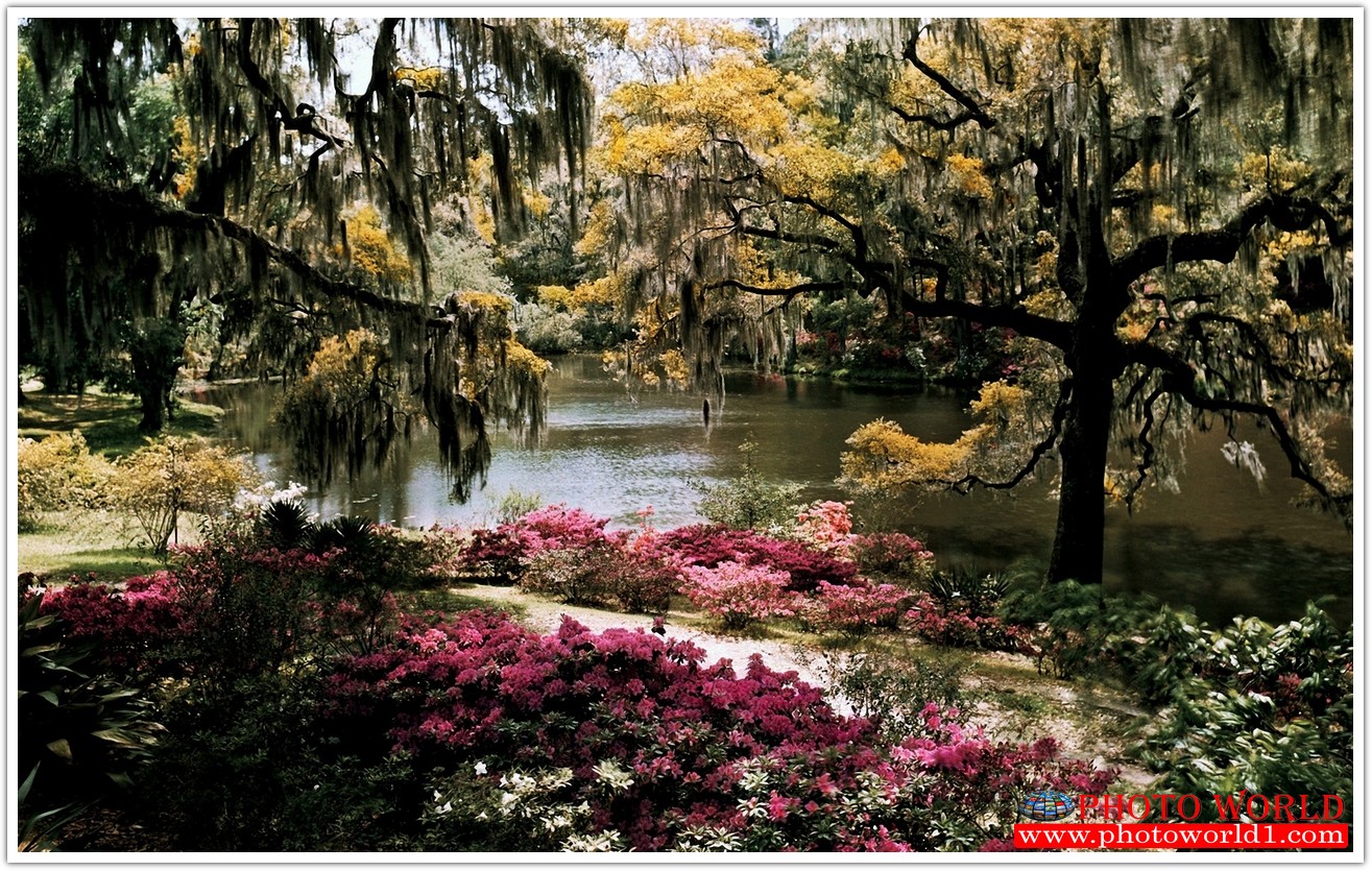 NATURAL วอลเปเปอร์รูปภาพติดผนังสั่งทำ มีภาพให้เลือกกว่า 50,000 ภาพ ออกแบบกราฟฟิค หรือ รูปภาพตามที่ท่านกำหนด ในสไตล์ท่านเอง "custom made"