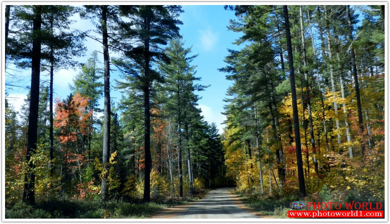 NATURAL วอลเปเปอร์รูปภาพติดผนังสั่งทำ มีภาพให้เลือกกว่า 50,000 ภาพ ออกแบบกราฟฟิค หรือ รูปภาพตามที่ท่านกำหนด ในสไตล์ท่านเอง "custom made"