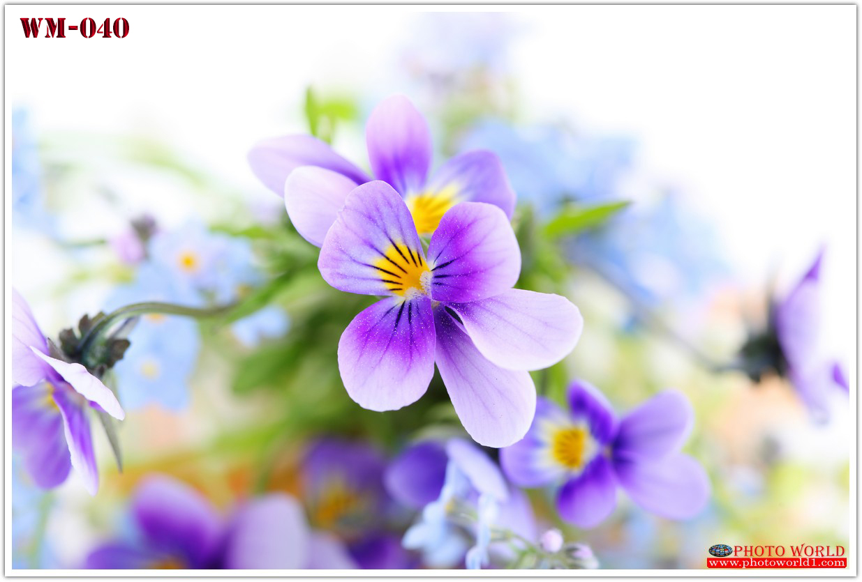 วอลเปเปอร์รูปภาพติดผนังสั่งทำ มีภาพให้เลือกกว่า 50,000 ภาพ ออกแบบกราฟฟิค หรือ รูปภาพตามที่ท่านกำหนด ในสไตล์ท่านเอง "custom made"