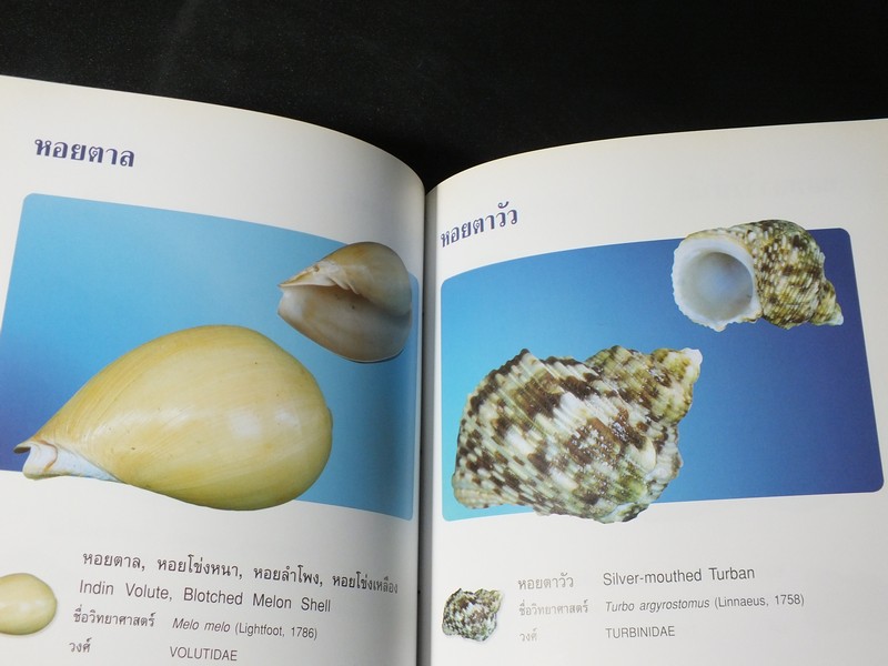 หอยเป็นยา ตามตำรับยาการเเพทย์เเผนไทย โดย เเพทย์หญิงเพ็ญนภา ทรัพย์เจริญ ปกแข็ง ปี 2545