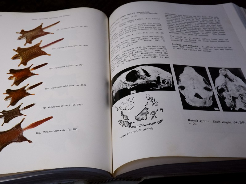 Mammals of Thailand by Boonsong Lekagul & Jeffrey A.Mc Neely 1`st Edition 1977 (สอบถาม)