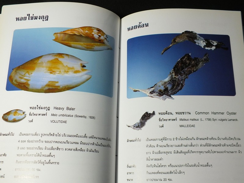 หอยเป็นยา ตามตำรับยาการเเพทย์เเผนไทย โดย เเพทย์หญิงเพ็ญนภา ทรัพย์เจริญ ปกแข็ง ปี 2545