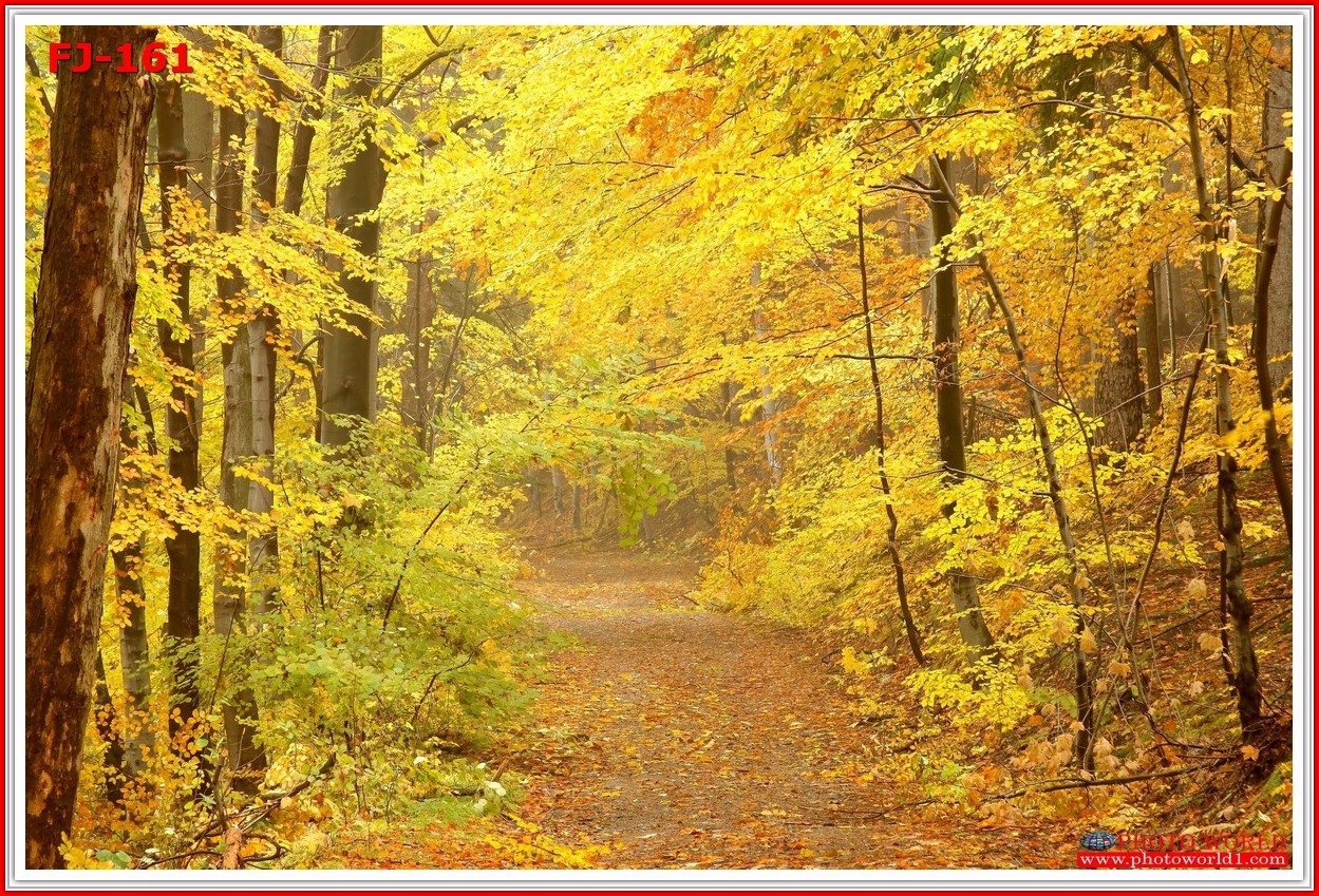 วอลเปเปอร์รูปภาพติดผนังสั่งทำ มีภาพให้เลือกกว่า 50,000 ภาพ ออกแบบกราฟฟิค หรือ รูปภาพตามที่ท่านกำหนด ในสไตล์ท่านเอง "custom made"