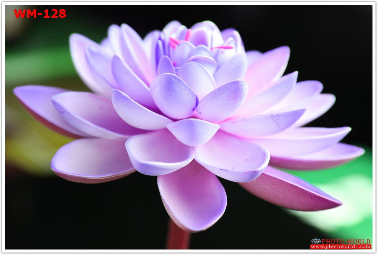 วอลเปเปอร์รูปภาพติดผนังสั่งทำ มีภาพให้เลือกกว่า 50,000 ภาพ ออกแบบกราฟฟิค หรือ รูปภาพตามที่ท่านกำหนด ในสไตล์ท่านเอง "custom made"