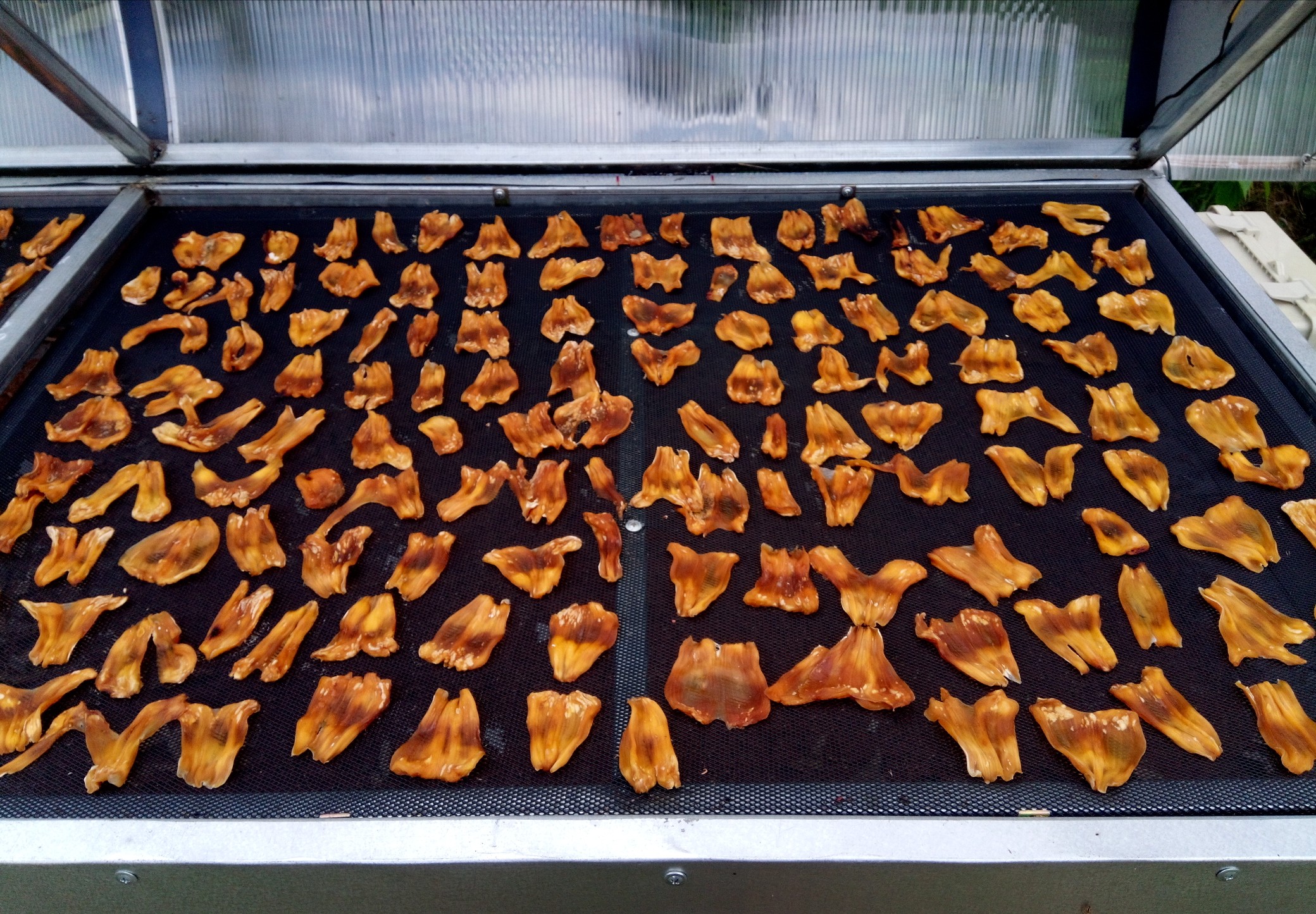 ตู้อบแห้งพลังงานแสงอาทิตย์ (Green house Solar dryer)