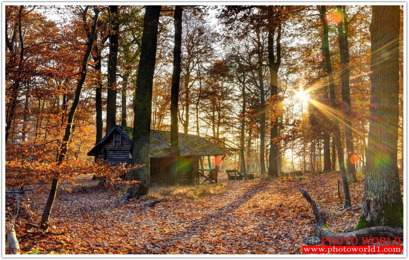 NATURAL วอลเปเปอร์รูปภาพติดผนังสั่งทำ มีภาพให้เลือกกว่า 50,000 ภาพ ออกแบบกราฟฟิค หรือ รูปภาพตามที่ท่านกำหนด ในสไตล์ท่านเอง "custom made"