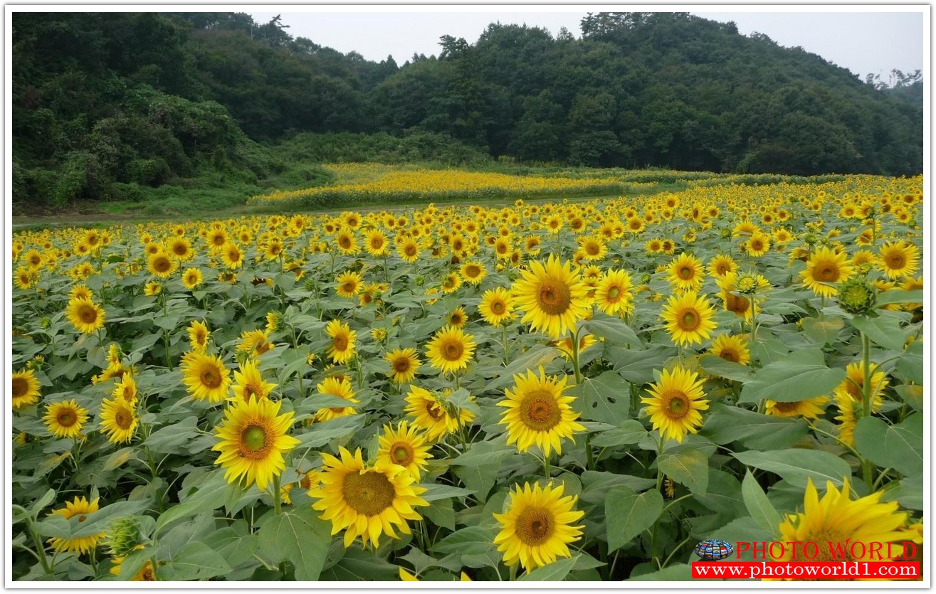 วอลเปเปอร์รูปภาพติดผนังสั่งทำ มีภาพให้เลือกกว่า 50,000 ภาพ ออกแบบกราฟฟิค หรือ รูปภาพตามที่ท่านกำหนด ในสไตล์ท่านเอง "custom made"