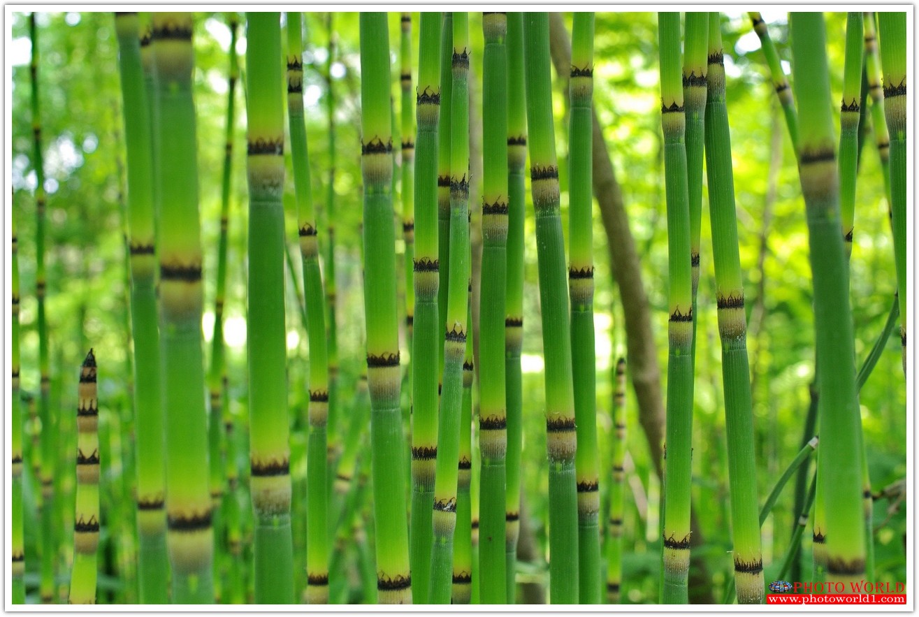 วอลเปเปอร์รูปภาพติดผนังสั่งทำ SPA (PHOTO STOCK) มีภาพให้เลือกกว่า 50,000 ภาพ ออกแบบกราฟฟิค หรือ รูปภาพตามที่ท่านกำหนด ในสไตล์ท่านเอง "custom made"
