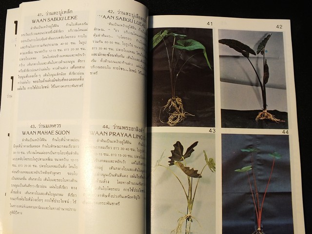 คู่มือดูว่าน ของ สมาคมว่านเเห่งประเทศไทย