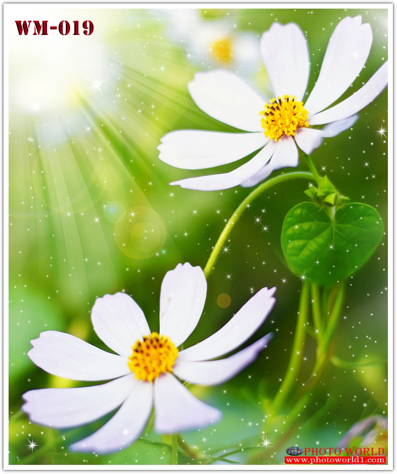 วอลเปเปอร์รูปภาพติดผนังสั่งทำ มีภาพให้เลือกกว่า 50,000 ภาพ ออกแบบกราฟฟิค หรือ รูปภาพตามที่ท่านกำหนด ในสไตล์ท่านเอง "custom made"