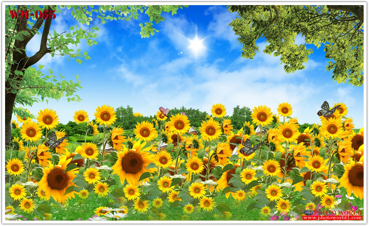 วอลเปเปอร์รูปภาพติดผนังสั่งทำ มีภาพให้เลือกกว่า 50,000 ภาพ ออกแบบกราฟฟิค หรือ รูปภาพตามที่ท่านกำหนด ในสไตล์ท่านเอง "custom made"