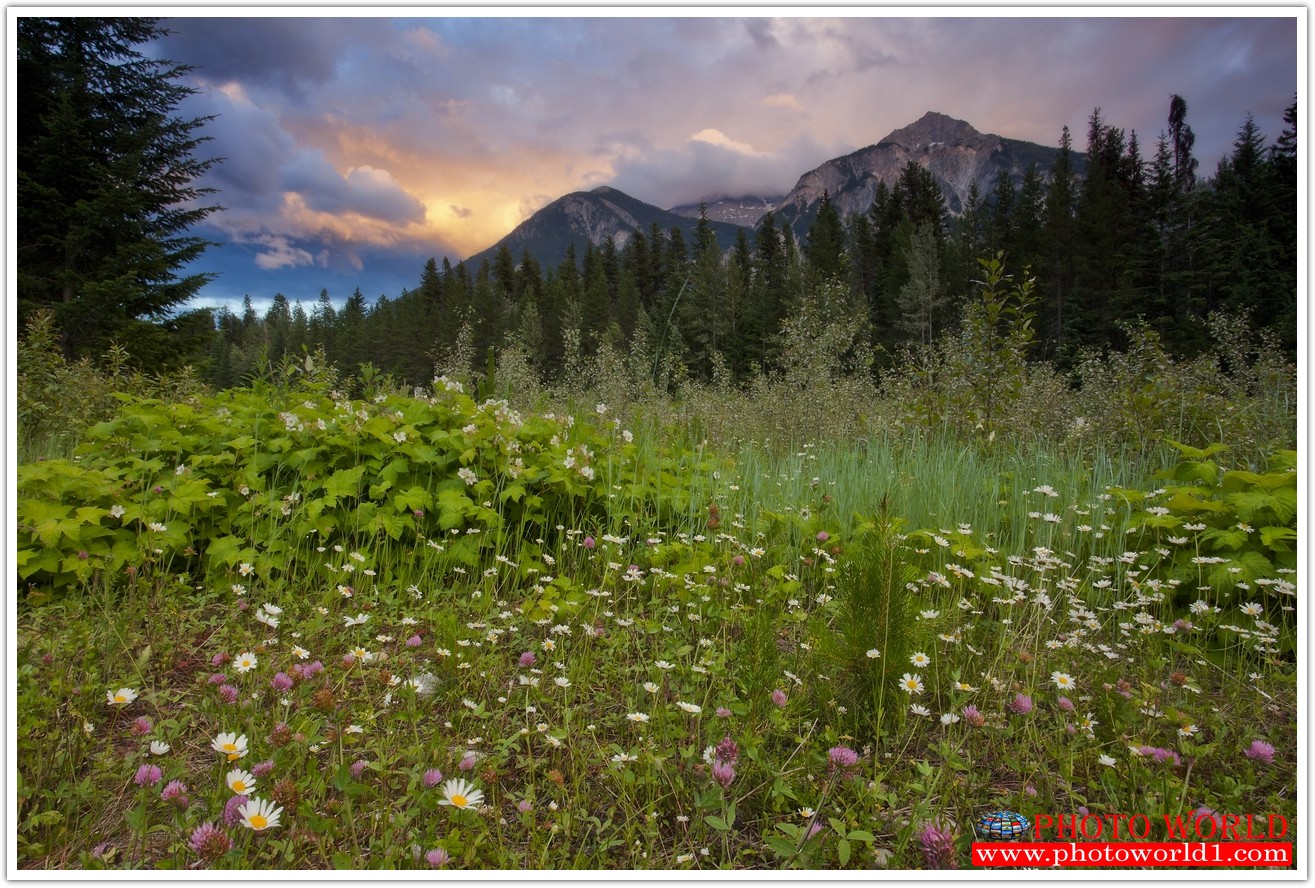 NATURAL วอลเปเปอร์รูปภาพติดผนังสั่งทำ มีภาพให้เลือกกว่า 50,000 ภาพ ออกแบบกราฟฟิค หรือ รูปภาพตามที่ท่านกำหนด ในสไตล์ท่านเอง "custom made"