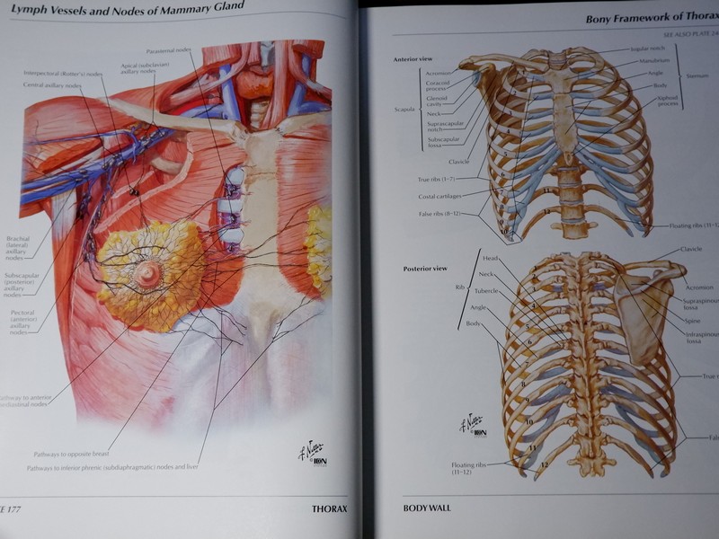 Atlas of Human Anatomyของ Frank H. Netter, MD